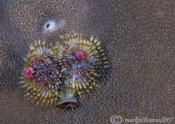 Christmas Tree Worm.
Gabet Point, Sulawesi.
60mm. by Mark Thomas 